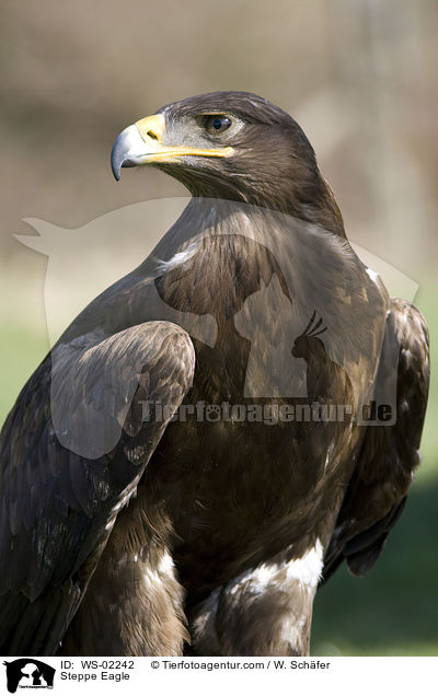 Steppenadler / Steppe Eagle / WS-02242