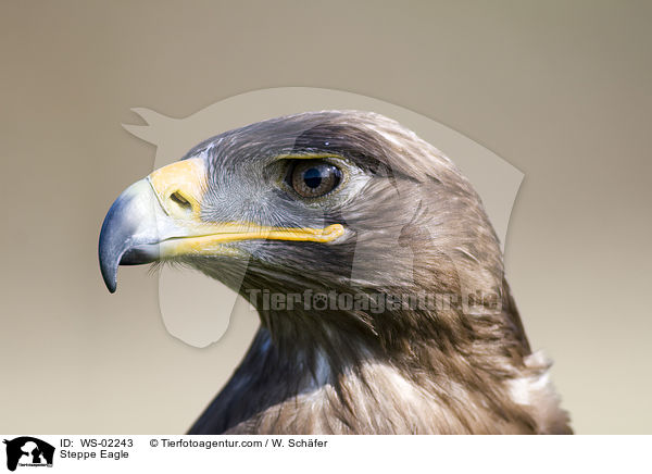 Steppenadler / Steppe Eagle / WS-02243