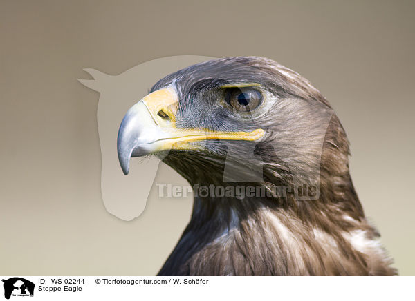 Steppenadler / Steppe Eagle / WS-02244