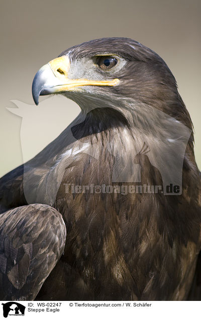 Steppe Eagle / WS-02247