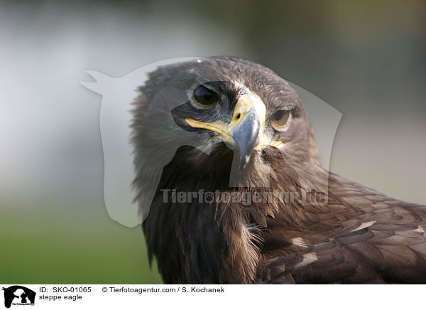 Steppenadler / steppe eagle / SKO-01065