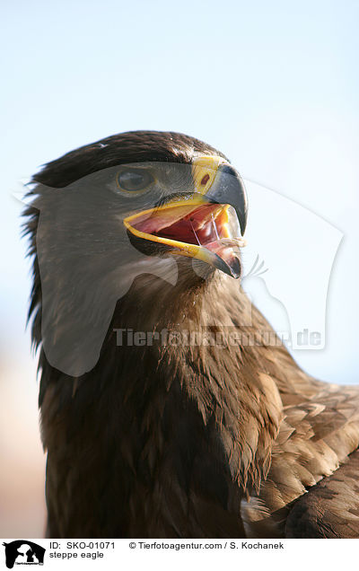steppe eagle / SKO-01071