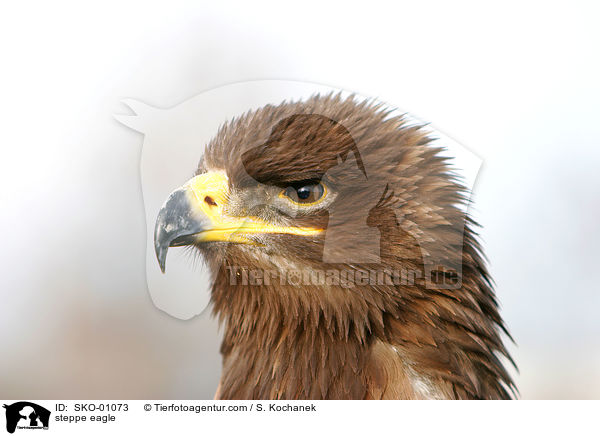 Steppenadler / steppe eagle / SKO-01073