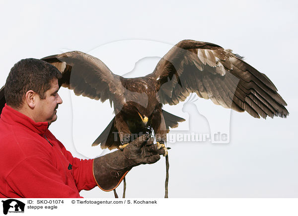steppe eagle / SKO-01074