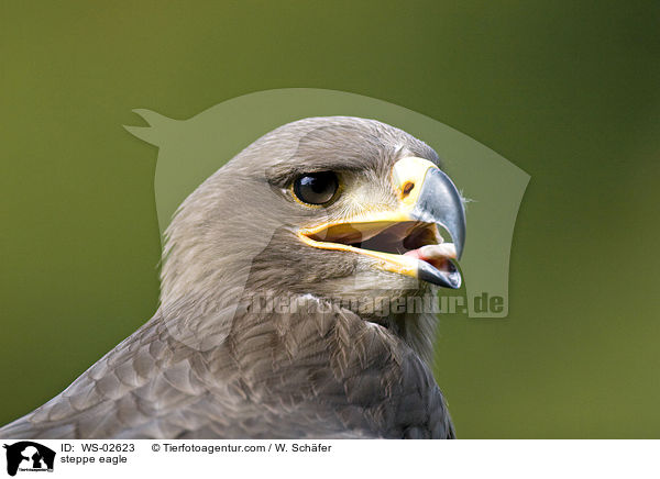 steppe eagle / WS-02623