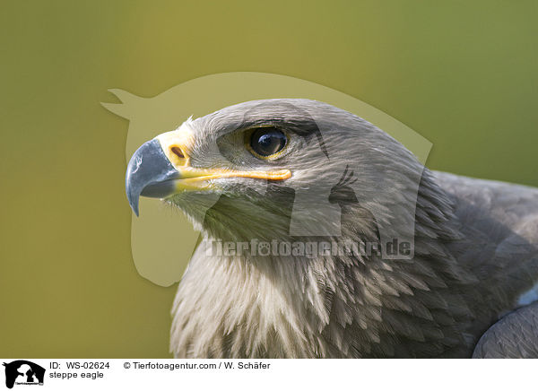 Steppenadler / steppe eagle / WS-02624