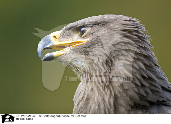 steppe eagle / WS-02625