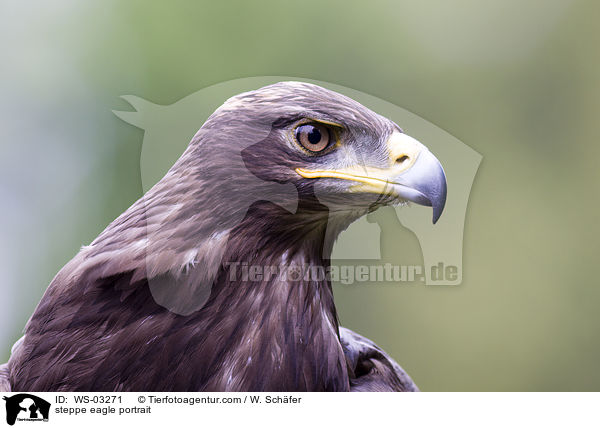 Steppenadler Portrait / steppe eagle portrait / WS-03271