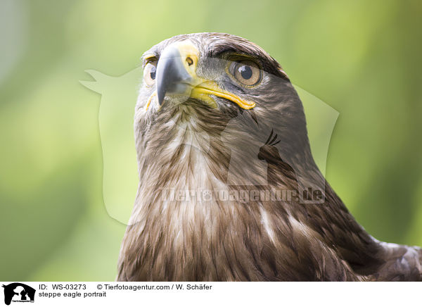 steppe eagle portrait / WS-03273