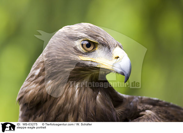 Steppenadler Portrait / steppe eagle portrait / WS-03275