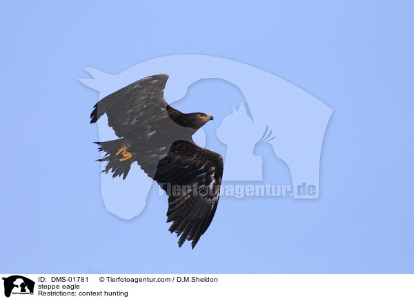 steppe eagle / DMS-01781