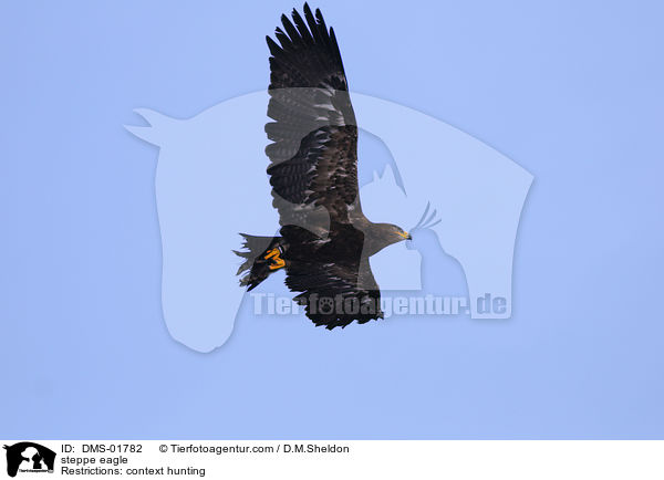 Steppenadler / steppe eagle / DMS-01782