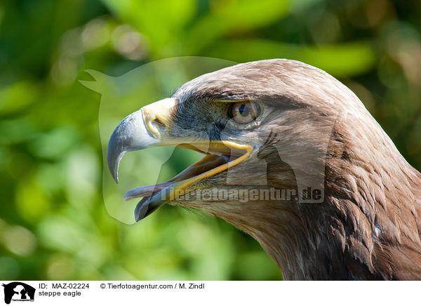 Steppenadler / steppe eagle / MAZ-02224