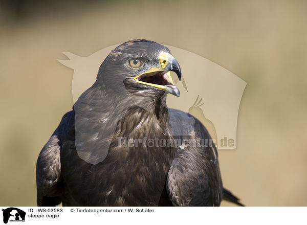 steppe eagle / WS-03583