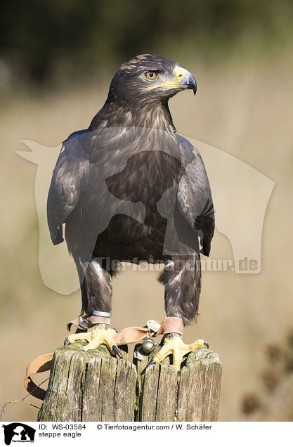 steppe eagle / WS-03584