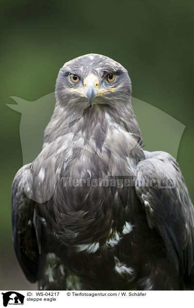 steppe eagle / WS-04217