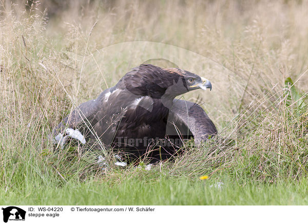 steppe eagle / WS-04220