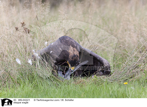 steppe eagle / WS-04221