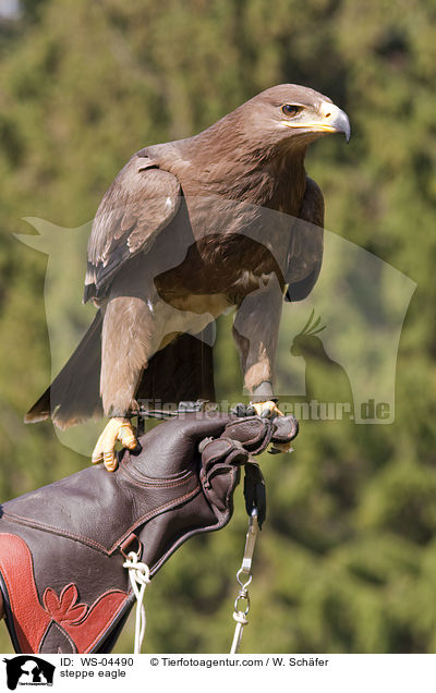 steppe eagle / WS-04490