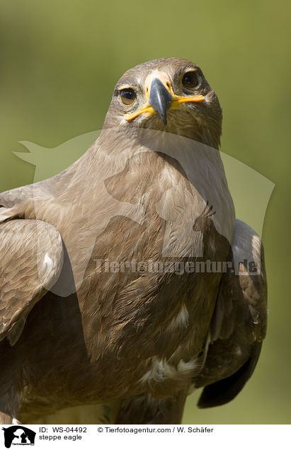 steppe eagle / WS-04492