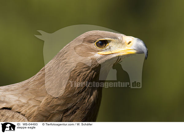 Steppenadler / steppe eagle / WS-04493