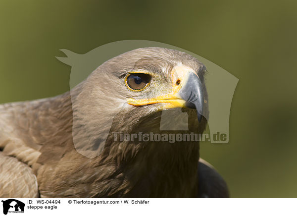 Steppenadler / steppe eagle / WS-04494