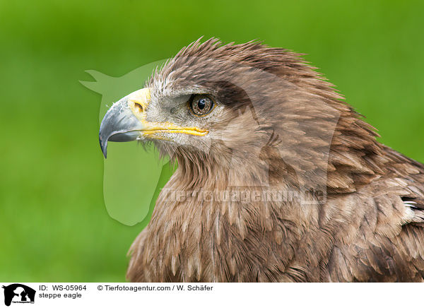 Steppenadler / steppe eagle / WS-05964