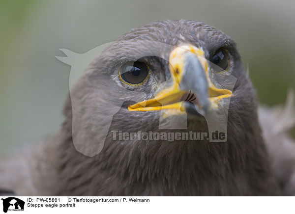 Steppenadler Portrait / Steppe eagle portrait / PW-05861