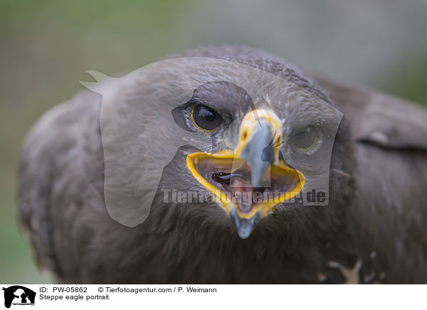 Steppenadler Portrait / Steppe eagle portrait / PW-05862