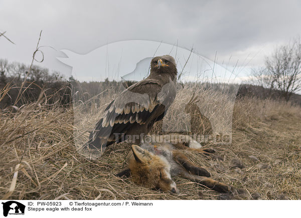 Steppenadler mit totem Fuchs / Steppe eagle with dead fox / PW-05923