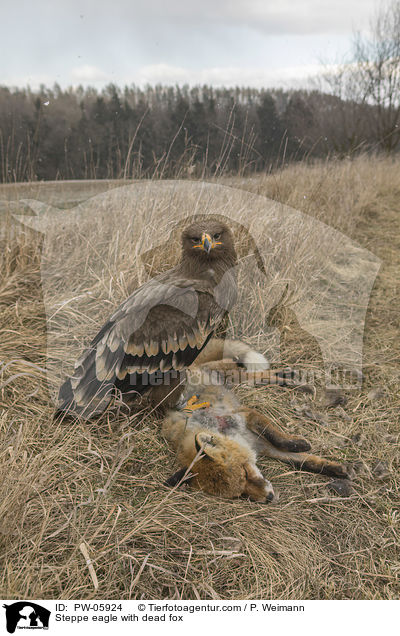 Steppenadler mit totem Fuchs / Steppe eagle with dead fox / PW-05924