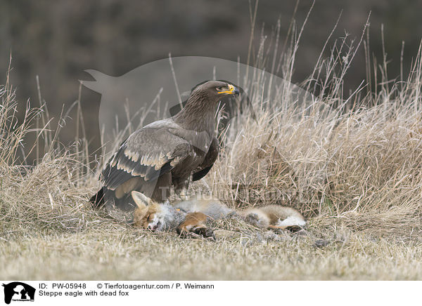 Steppenadler mit totem Fuchs / Steppe eagle with dead fox / PW-05948