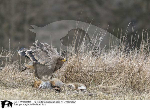 Steppenadler mit totem Fuchs / Steppe eagle with dead fox / PW-05949
