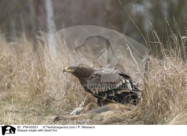 Steppe eagle with dead fox / PW-05951