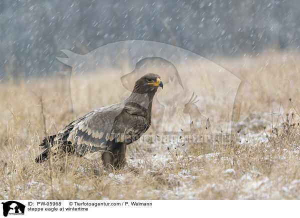 Steppenadler im Winter / steppe eagle at wintertime / PW-05968