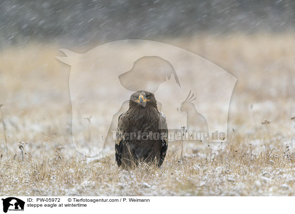 Steppenadler im Winter / steppe eagle at wintertime / PW-05972