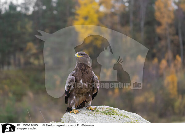 steppe eagle / PW-11605