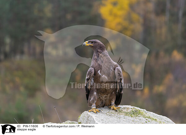 Steppenadler / steppe eagle / PW-11606