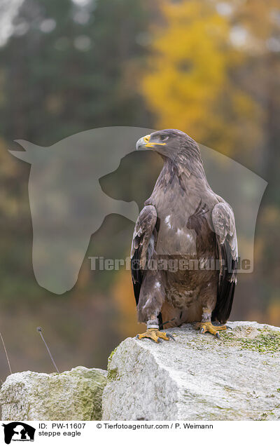 Steppenadler / steppe eagle / PW-11607