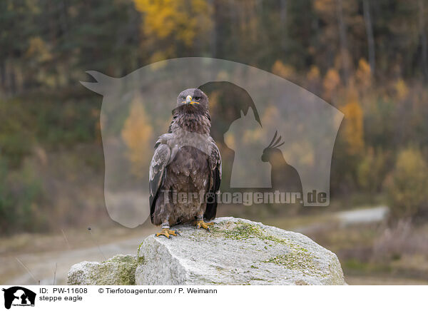 Steppenadler / steppe eagle / PW-11608