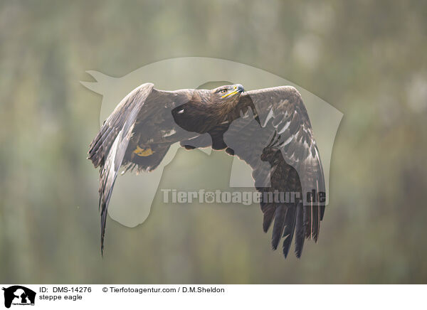 Steppenadler / steppe eagle / DMS-14276