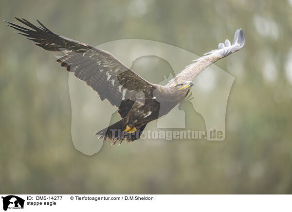 Steppenadler / steppe eagle / DMS-14277