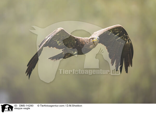 Steppenadler / steppe eagle / DMS-14280