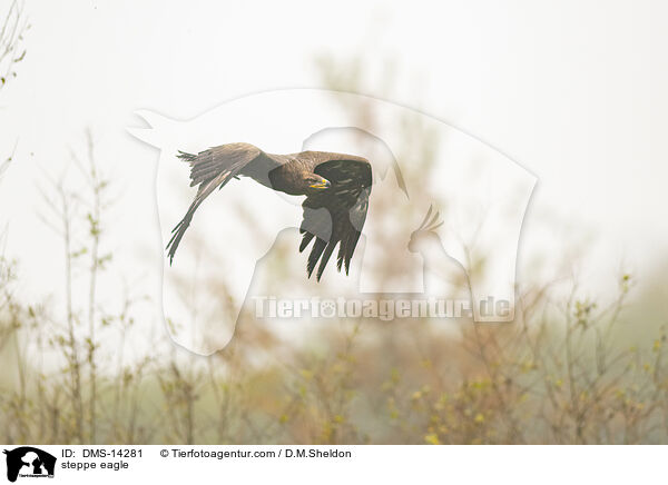 Steppenadler / steppe eagle / DMS-14281