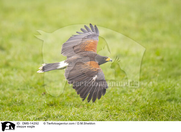 Steppenadler / steppe eagle / DMS-14292