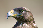 Steppe Eagle