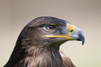 Steppe Eagle