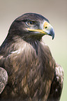 Steppe Eagle