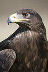 Steppe Eagle