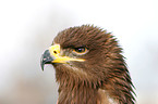 steppe eagle